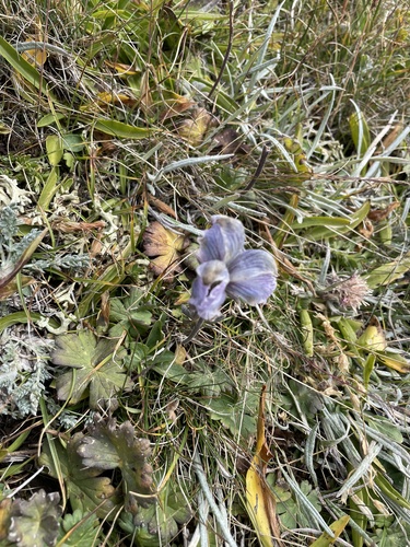 Image of Aconitum rotundifolium by no rights reserved