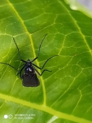 Sciara hemerobioides