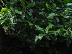 Acronychia pedunculata