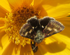 Heliothodes diminutiva