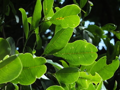 Acronychia pedunculata