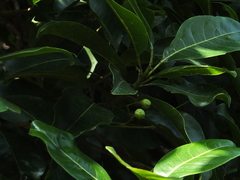 Acronychia pedunculata