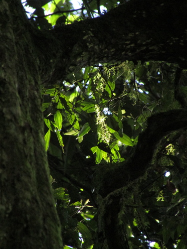 Image of Rhodamnia argentea by (c) Samuel Frankel, some rights reserved (CC BY)