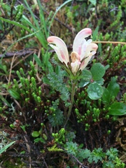 Pedicularis capitata