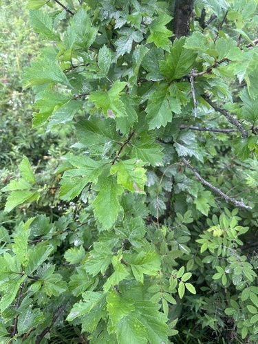 Crataegus chlorosarca, photograph 6