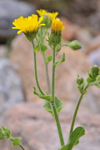 Representative image of Hieracium amplexicaule