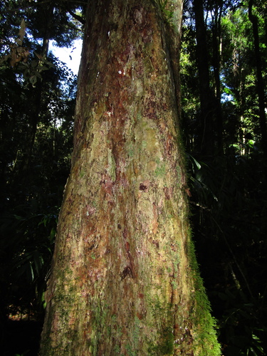 Image of Rhodamnia argentea by (c) Samuel Frankel, some rights reserved (CC BY)