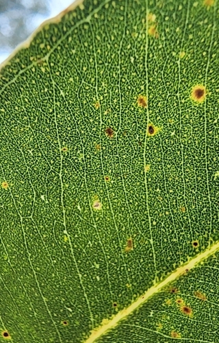 Eucalyptus botryoides