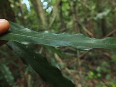 Actinodaphne bourdillonii