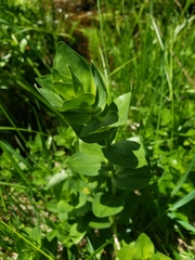 Gentiana affinis