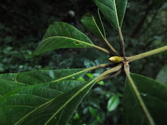 Actinodaphne bourdillonii