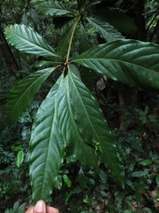 Actinodaphne bourdillonii
