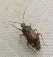 Deraeocoris flavilinea