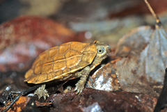 Vijayachelys silvatica