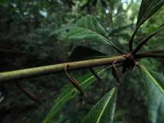 Actinodaphne bourdillonii