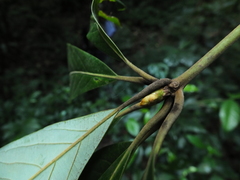 Actinodaphne bourdillonii