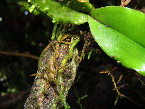 Image of Rhinerrhiza divitiflora by (c) Samuel Frankel, some rights reserved (CC BY)