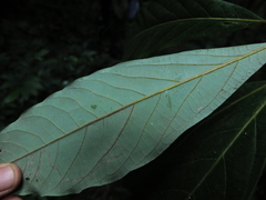Actinodaphne bourdillonii