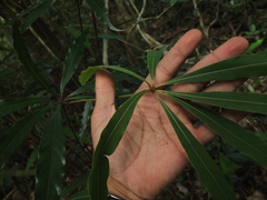 Actinodaphne bourdillonii