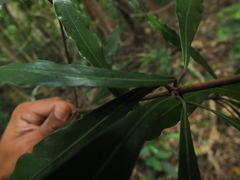 Actinodaphne bourdillonii