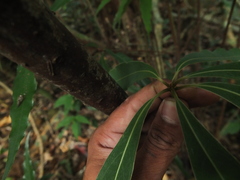 Actinodaphne bourdillonii