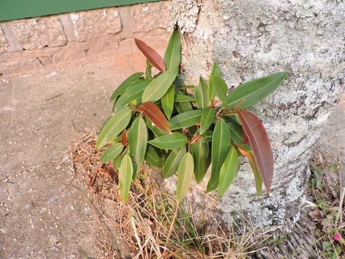 Coussapoa microcarpa, photograph 3