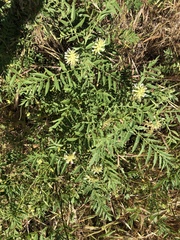 Glycyrrhiza