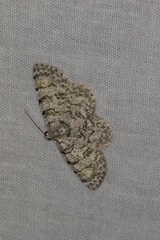 Dyscheralcis crimnodes