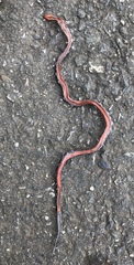 Atractus clarki