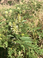 Glycyrrhiza