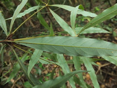 Actinodaphne bourdillonii