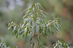 Podocarpus matudae