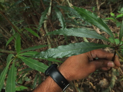 Actinodaphne bourdillonii