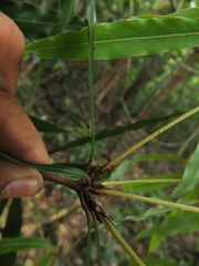 Actinodaphne bourdillonii