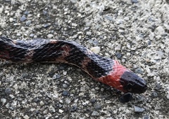 Atractus clarki