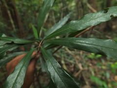Actinodaphne bourdillonii
