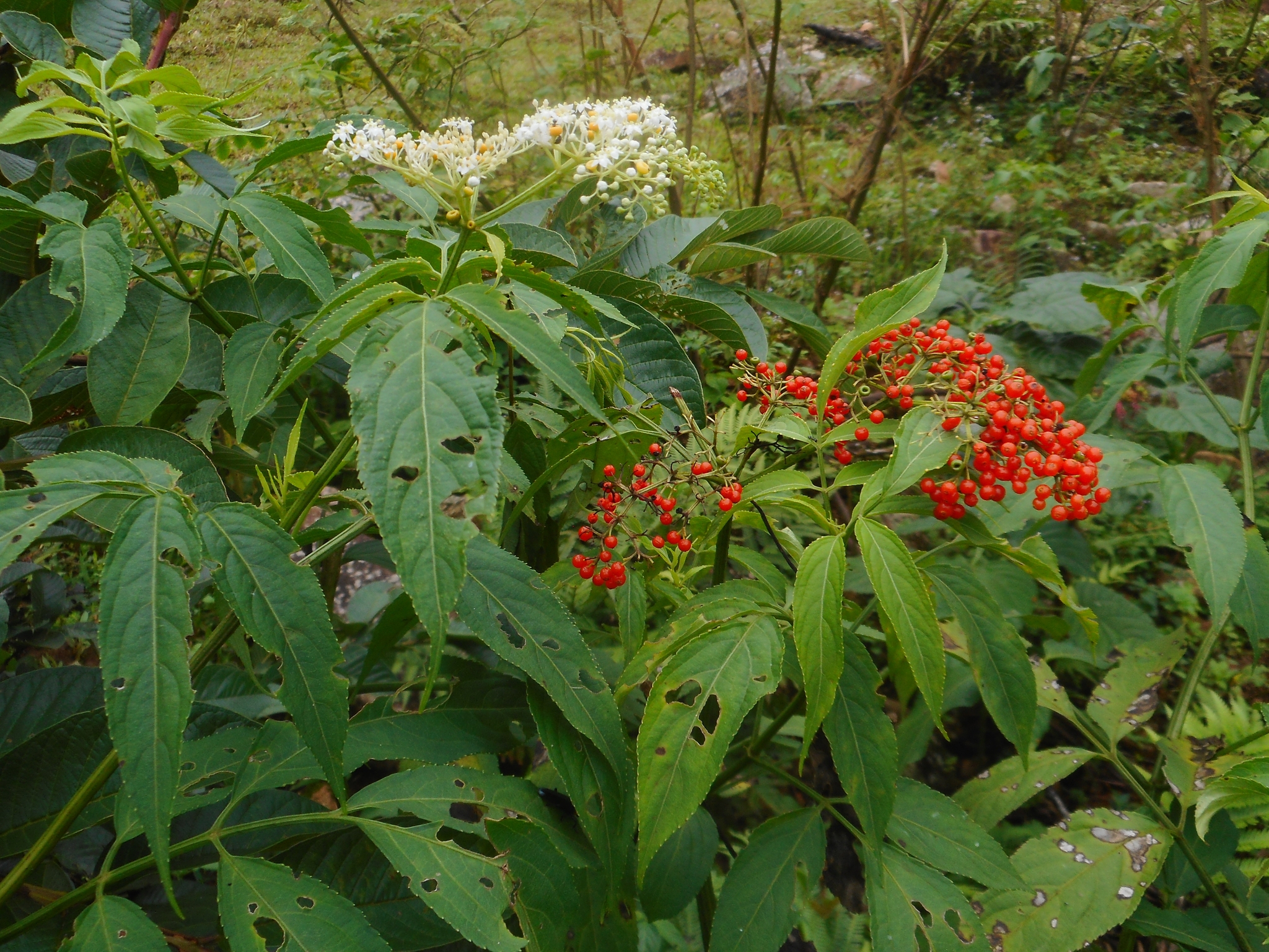 Sambucus javanica (Sambucus javanica)