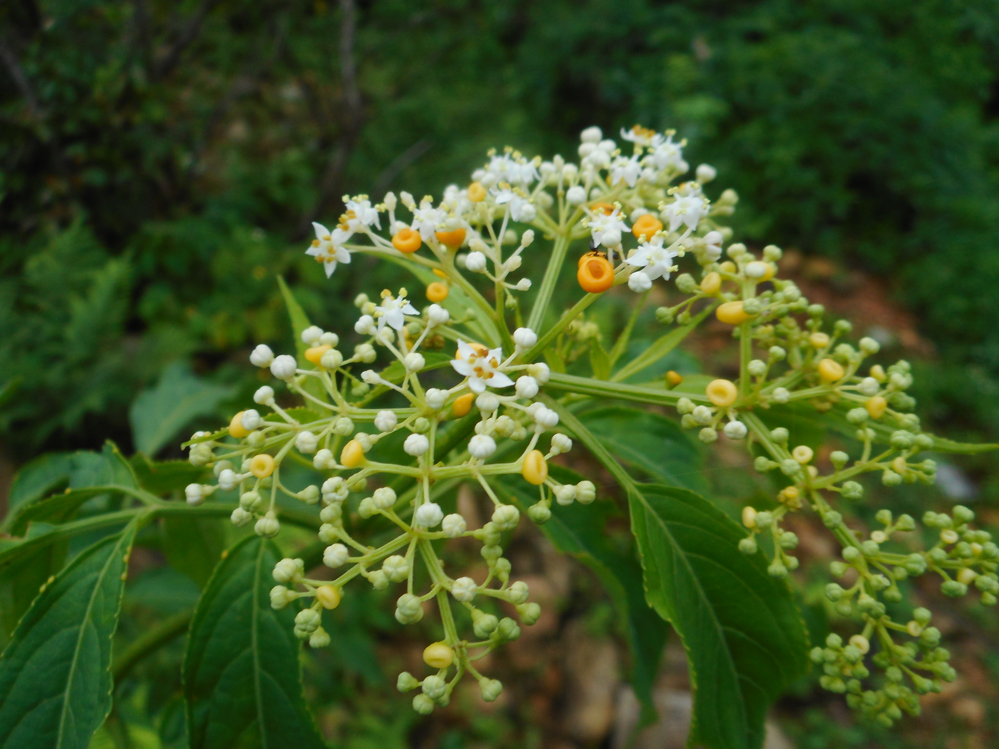 Sambucus javanica — ảnh 3