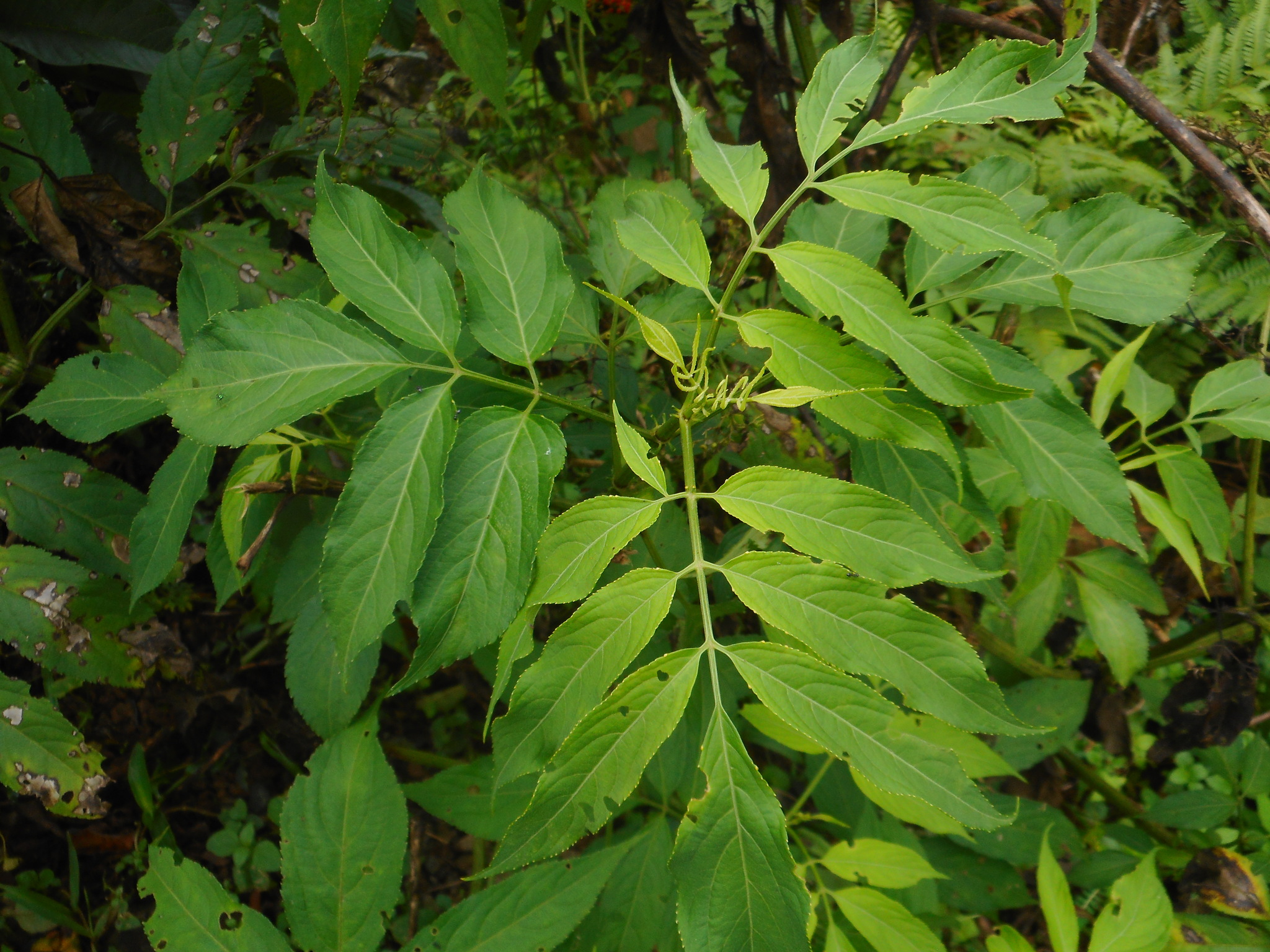 Sambucus javanica — ảnh 2
