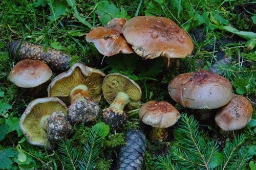 Calonarius odorifer