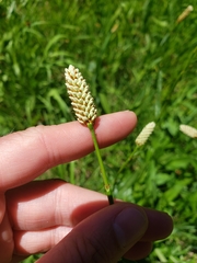 Bistorta bistortoides