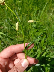 Bistorta bistortoides