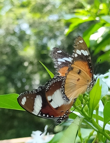 Danaid Eggfly