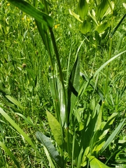 Bistorta bistortoides