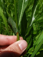 Bistorta bistortoides