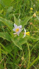 Solanum carolinense