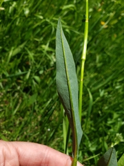 Bistorta bistortoides