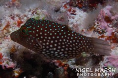 Canthigaster janthinoptera