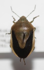 Chlorochroa osborni