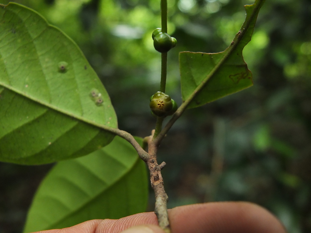 Aglaia simplicifolia